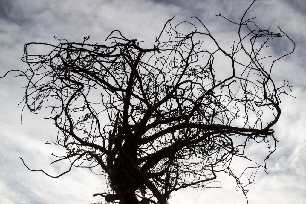night-time shot of a gnarly old tree